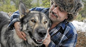 Wolf Dog Hybrid Köpek Eğitimi