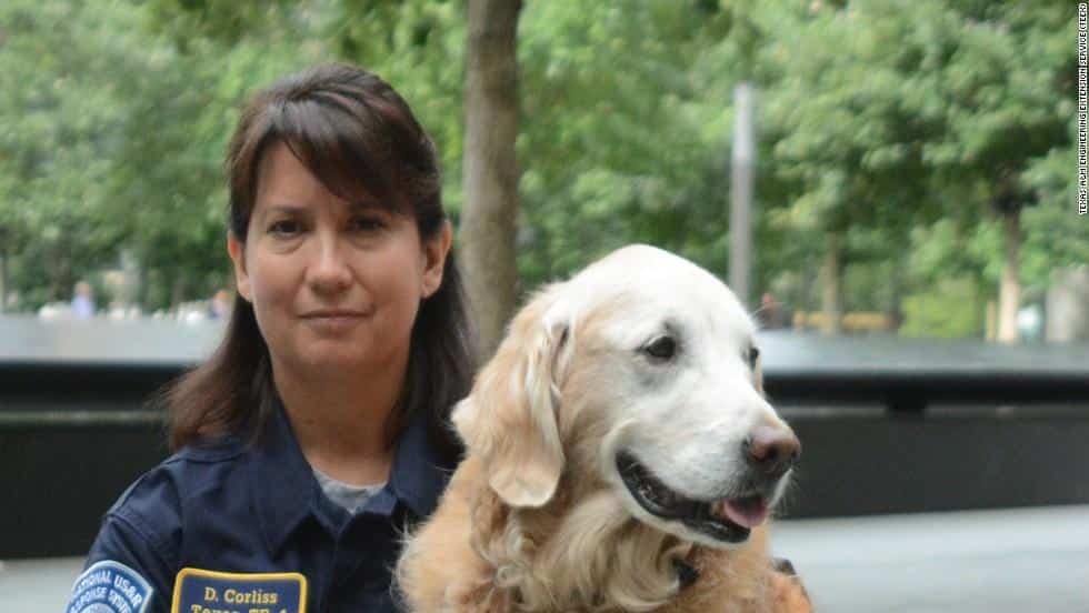 İSTANBUL’DA KÖPEK EĞİTİM MERKEZLERİ VE ADRESLERİ Hakkında Köpek Eğitimi