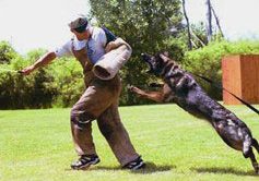 Terrier Maltese Köpek Eğitimi