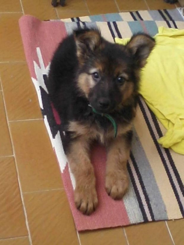 Evde Köpek Eğitimi hakkında yapılması gereken herşey