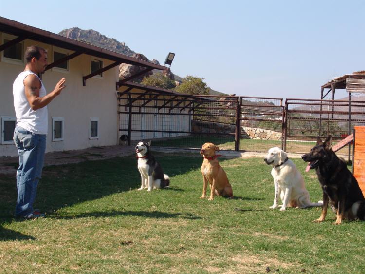 Alman Kurdu Köpek Eğitimi