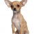 Chihuahua Köpek Eğitimi