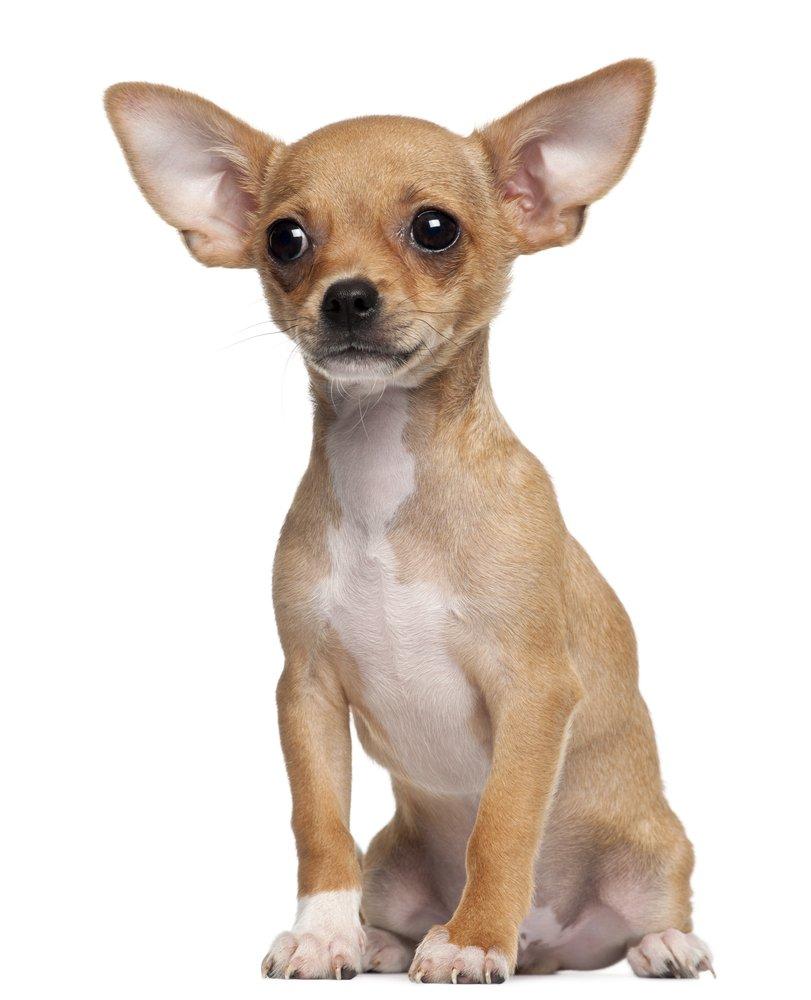 Chihuahua Kpek Irk Genel Zellikleri Petburada Com