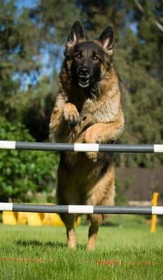 Terrier Maltese Köpek Eğitimi