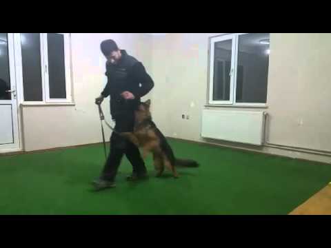 Avcılar Köpek Eğitimi