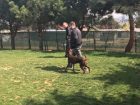 Hasköy Köpek Eğitimi