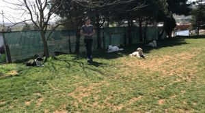 Samoyed Köpek Eğitimi