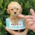 Teacup Toy Poodle Fiyat